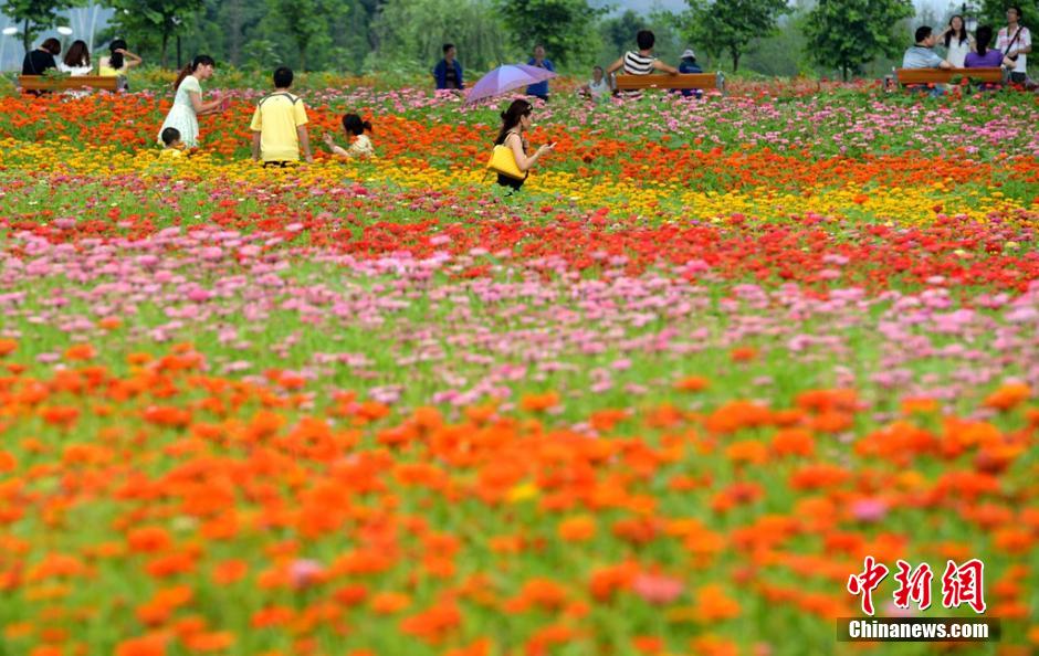 福州市民花海公園看到“花海”