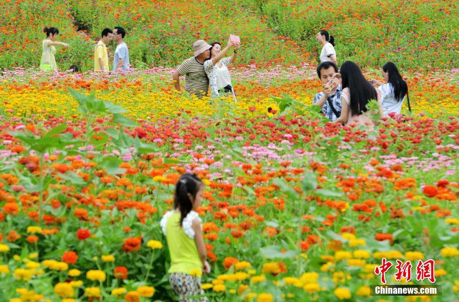 福州市民花海公園看到“花海”