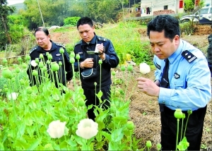 驢友意外拍到罌粟花 警方循線索入山查獲