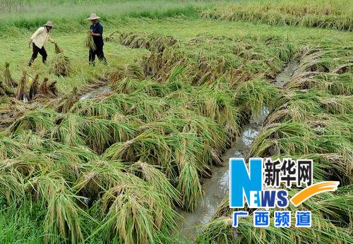 “韋森特”過后 廣西農(nóng)民“雙搶”忙