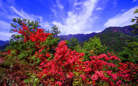 植物王國(guó)寶天曼