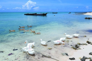 探秘西沙群島:旅游開發(fā)以郵輪為主、空中為輔