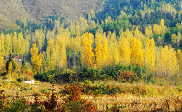 河南固始西九華山冬景如畫 （組圖）