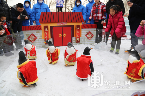 哈爾濱極地館白眉企鵝集體穿唐裝迎新年