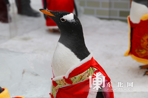 哈爾濱極地館白眉企鵝集體穿唐裝迎新年