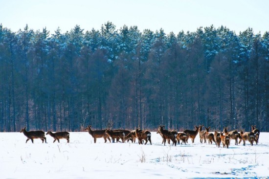 齊齊哈爾市野生梅花鹿雪地覓食 系一級保護(hù)動物(圖)