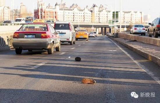 哈爾濱市出租車撞倒老漢后逃逸 老人因傷勢(shì)嚴(yán)重身亡(圖)