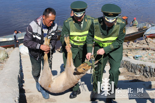 “傻狍子”獨(dú)自過江累夠嗆 警民成功施救放生