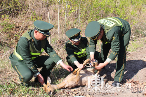 “傻狍子”獨(dú)自過江累夠嗆 警民成功施救放生