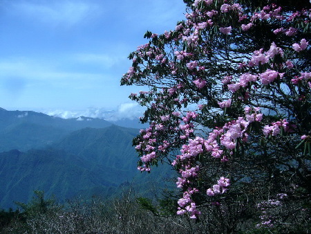 神農(nóng)架現(xiàn)冰雪杜鵑奇觀（組圖）