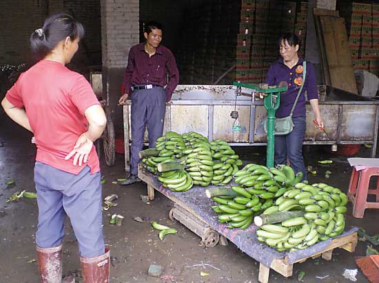 香蕉價格像坐“過山車” 蕉農(nóng)直嘆“暈了”(圖)