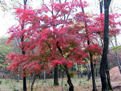 拉法山國(guó)家公園