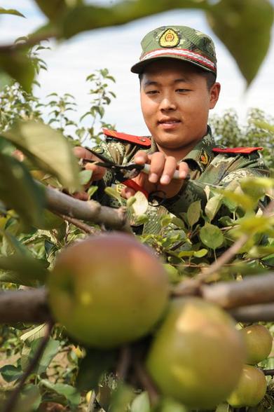 吉林琿春：邊防官兵助農(nóng)曬秋果