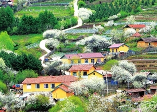 山外五月芳菲盡 松嶺李花始盛開