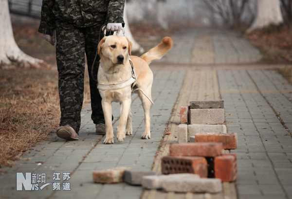 南京導(dǎo)盲犬被搶訂一空