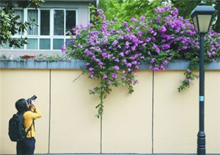 南京頤和路公館區(qū)薔薇花綻放 引路人駐足觀賞