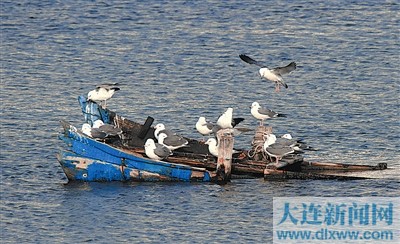 黑尾鷗堅(jiān)守虎灘