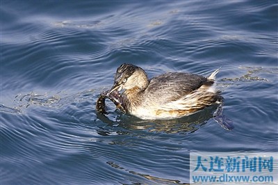 小潛水捉魚(yú)