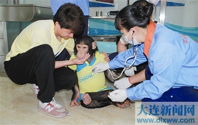 大連：首座野生動物醫(yī)院昨日“納客”（圖）