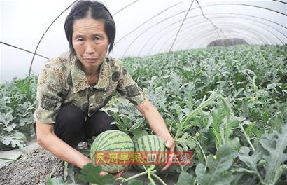 “膨大劑”風(fēng)波重創(chuàng)成都西瓜 “口口脆”大量滯銷