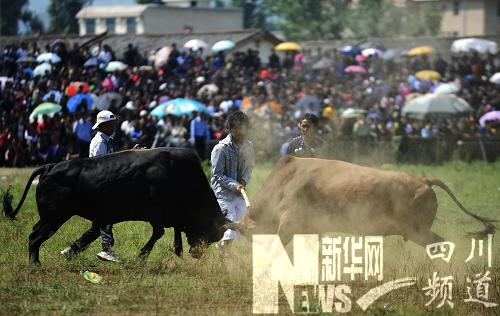 “火把節(jié)”上的中國(guó)式斗牛