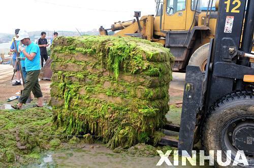 青島：滸苔治理用上“壓榨機(jī)”