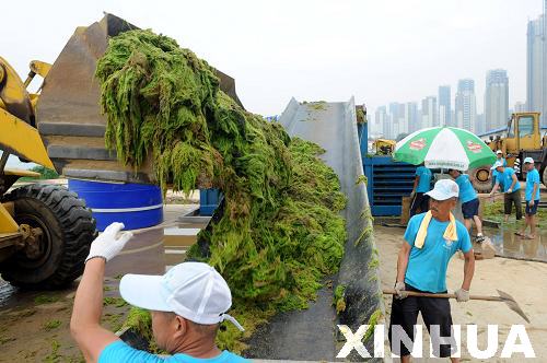 青島：滸苔治理用上“壓榨機(jī)”