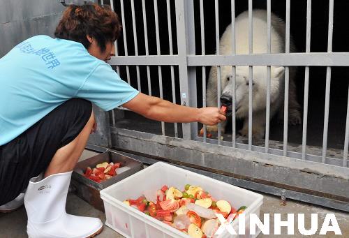 泉城海洋極地世界“北極來客”瀟灑度酷暑