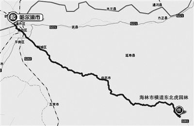 黑龍江東北虎園林1名工作人員遭老虎襲擊身亡