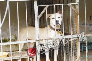 別墅斗犬去年咬傷釣魚者 今年咬死來訪客人 組圖