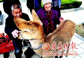 老兩口鬧市養(yǎng)只梅花鹿當寵物 引眾多行人觀看(圖)