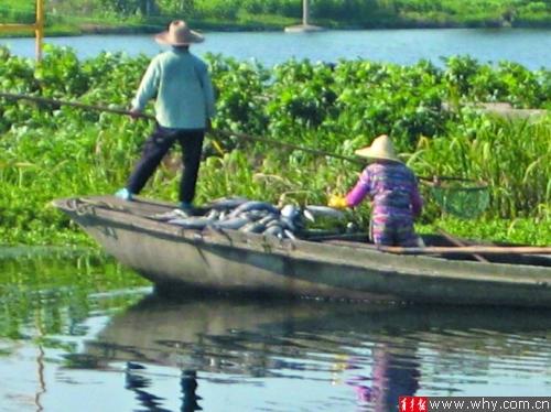 上海青浦上百斤“熱死魚(yú)”被拋入河道