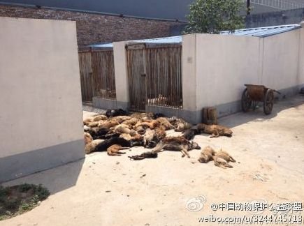 犬只收容所數(shù)十只狗死亡 官方：天熱死幾只正常