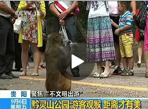 游客喂猴致男嬰睪丸被吞食 母親見狀嚇到崩潰(圖)