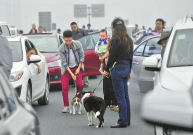 高速路上遛狗 出游陋習扎堆