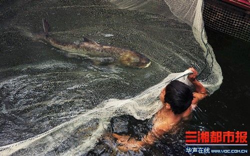 世界最大剁椒魚頭今日制成 菜盤直徑近1.7米