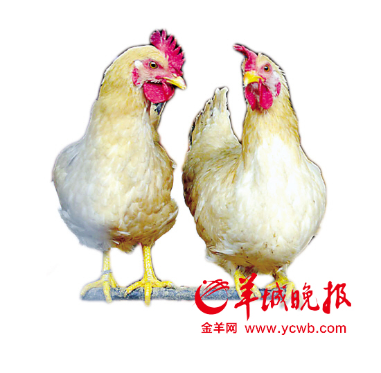 廣東專家預測：未來數(shù)月人染H7N9禽流感風險明顯增加