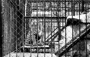 上海動物園老虎咬死飼養(yǎng)員 還有3年退休(圖)