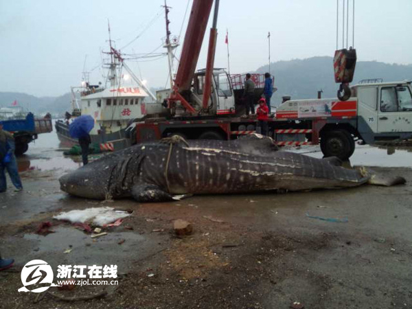 溫州漁民捕獲萬斤大魚 或遭漁業(yè)部門處罰