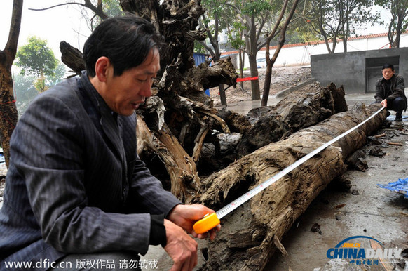 重慶一工地挖出十幾噸烏木 一夜被人盜走4噸