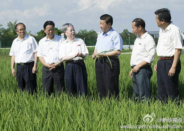 習(xí)近平：糧食安全要靠自己