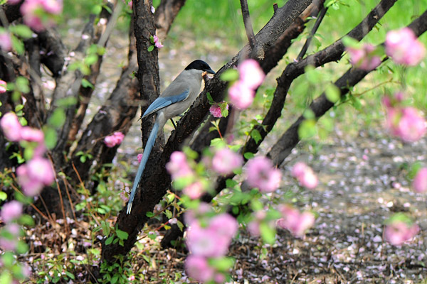 太原市迎澤公園 一片鳥語(yǔ)花香