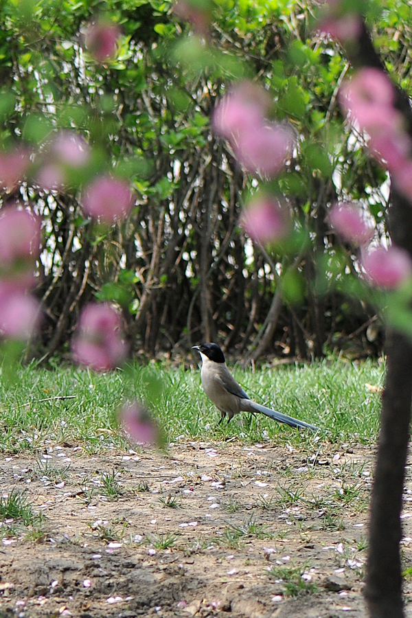 太原市迎澤公園 一片鳥語花香