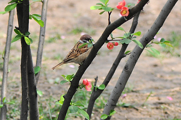 太原市迎澤公園 一片鳥語(yǔ)花香