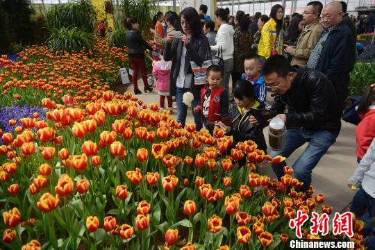 山西民眾踏青扎堆 花卉生態(tài)園日接游客上萬