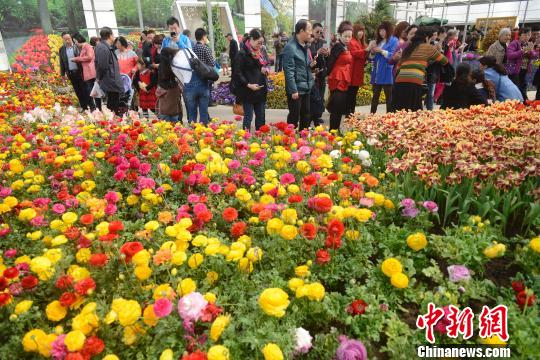 山西民眾踏青扎堆 花卉生態(tài)園日接游客上萬