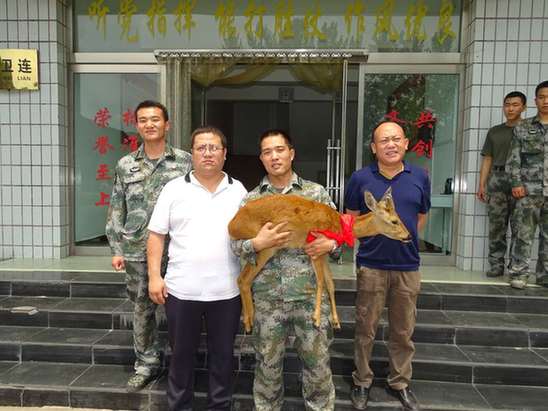 熱心軍人救獲國家二級保護動物狍子