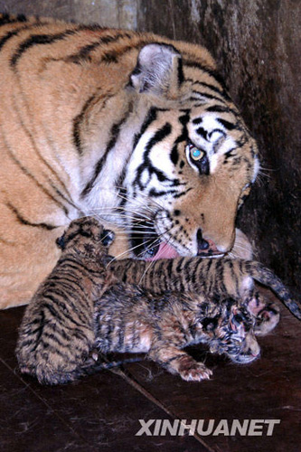 深圳野生動物園東北虎產(chǎn)下罕見“五胞胎”