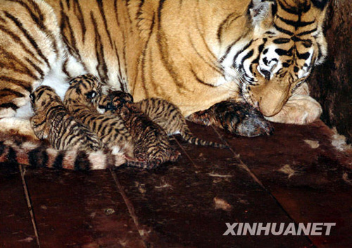 深圳野生動物園東北虎產(chǎn)下罕見“五胞胎”