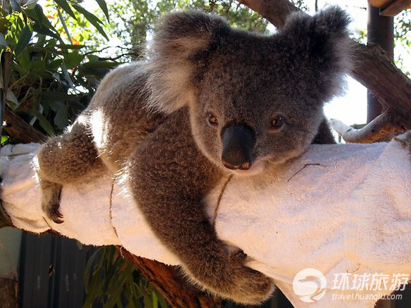 欣賞世界上最可愛的動物